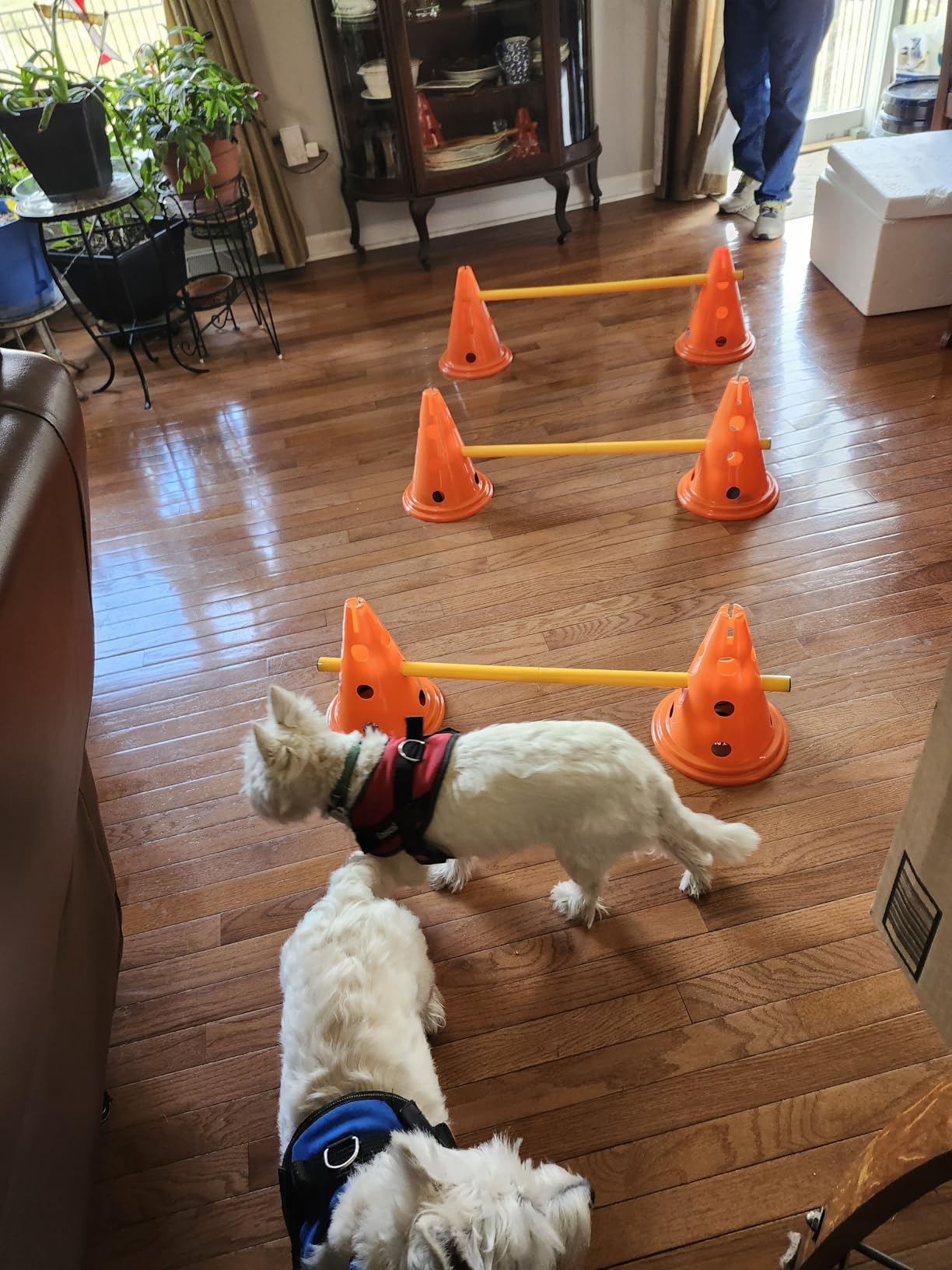 TRIXIE Dog Agility Hurdle Cone Set - Dog Agility Set with Height Adjustable Crossbar for Beginners & Advanced customer photo 2