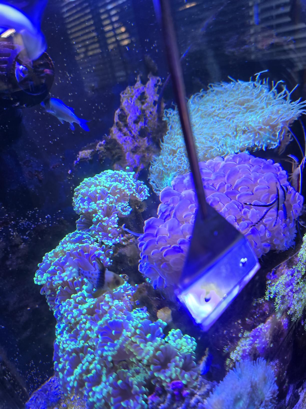 HOTOOLME Aquarium Scraper, 25.6