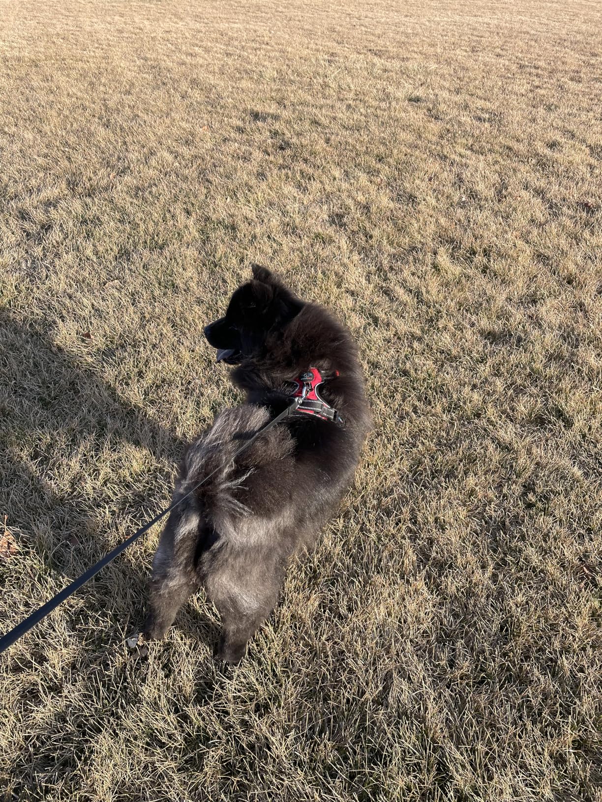 PHOEPET Reflective Dog Harness Large Breed Adjustable No Pull Vest with Handle 2 Metal Rings 3 Buckles [Easy to Put on & Take Off](L, Orange) customer photo 1