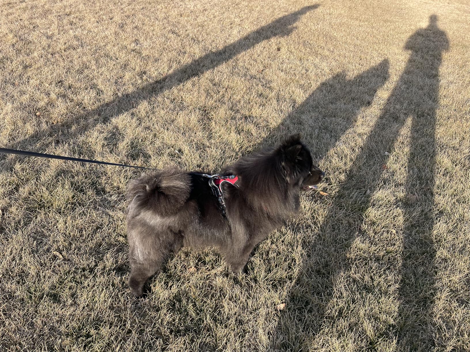 PHOEPET Reflective Dog Harness Large Breed Adjustable No Pull Vest with Handle 2 Metal Rings 3 Buckles [Easy to Put on & Take Off](L, Orange) customer photo 2