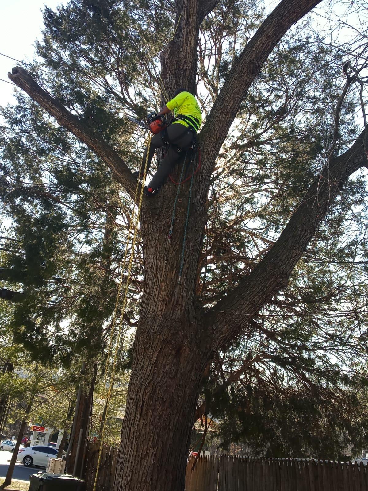 Pelican Rope 24-Strand 7/16 in (11 mm), USA Made Arborist Rope - 7,000 lb MBS - Static Climbing Rope - Lightweight - Arborist-24 - 120 Ft - Plain End - Yellow Black customer photo 1