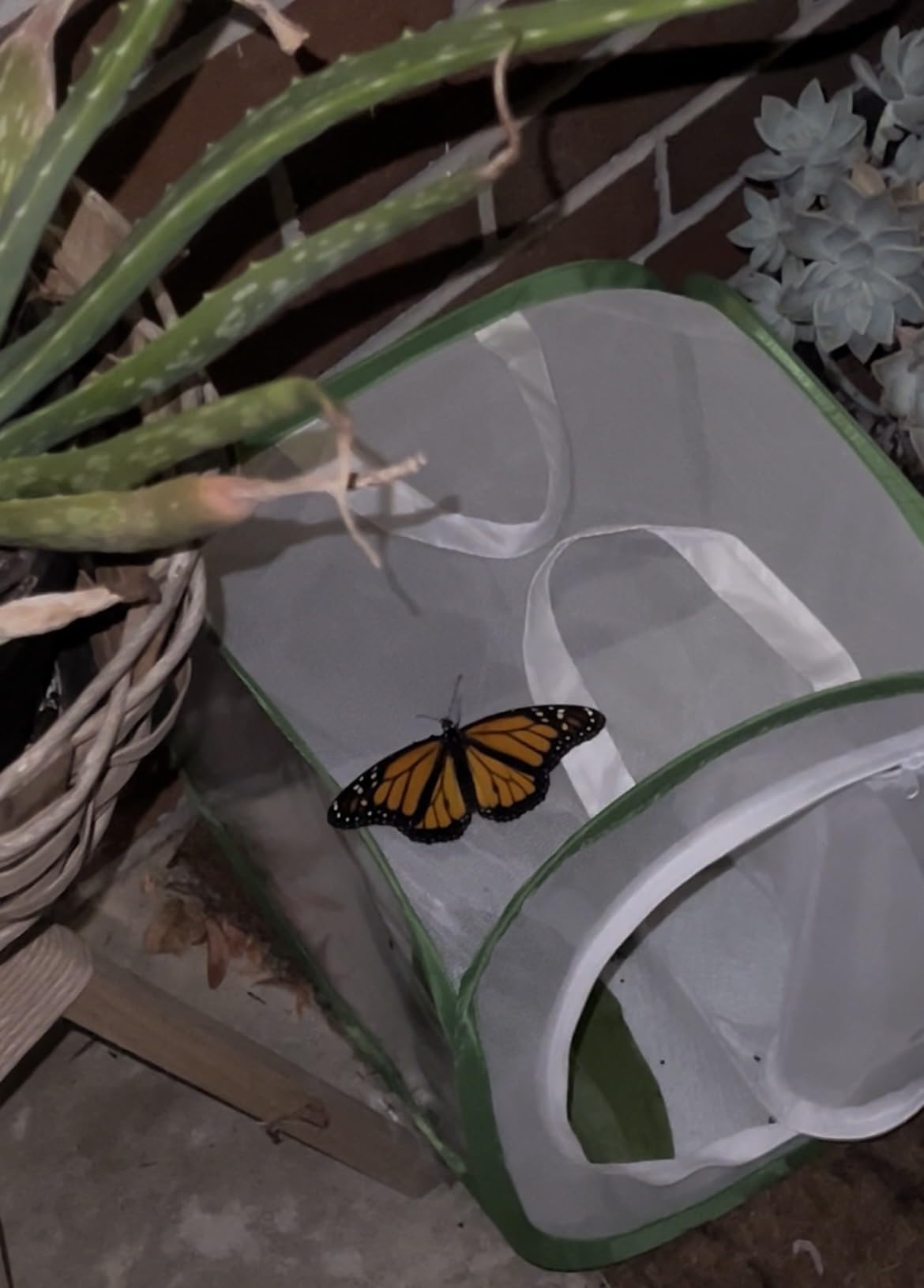 RESTCLOUD Professional Butterfly Habitat Insect Cage Caterpillar Enclosure Pop-up Polyester Bottom for Easier Clean customer photo 1