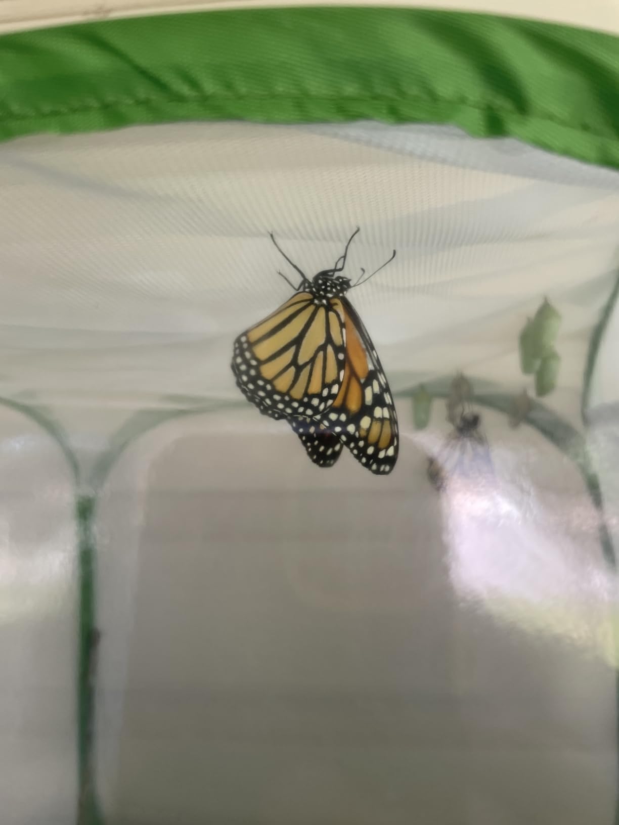 RESTCLOUD Professional Butterfly Habitat Insect Cage Caterpillar Enclosure Pop-up Polyester Bottom for Easier Clean customer photo 2