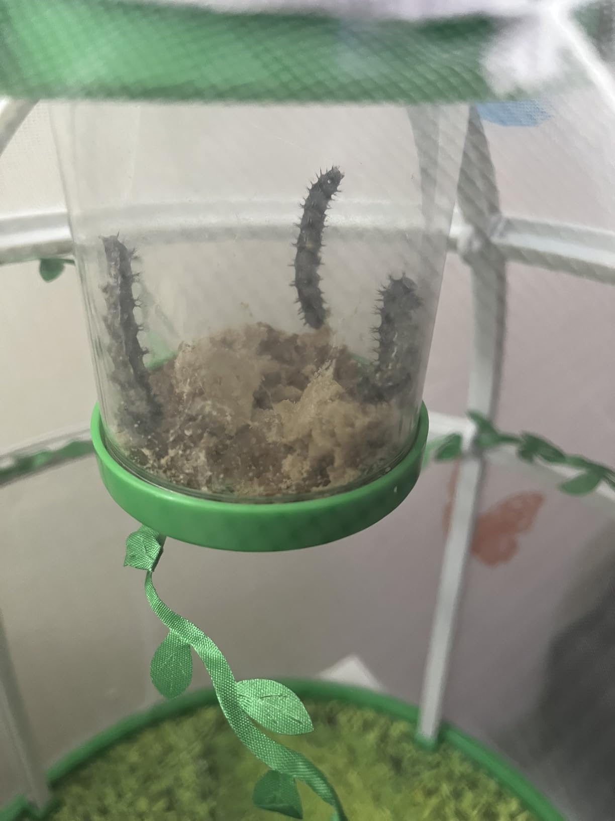 Uncle Milton Butterfly Farm Live Habitat - Observe Caterpillars Transform Into Butterflies, STEM Toy, Great Gifts for Boys & Girls Ages 6+ customer photo 2
