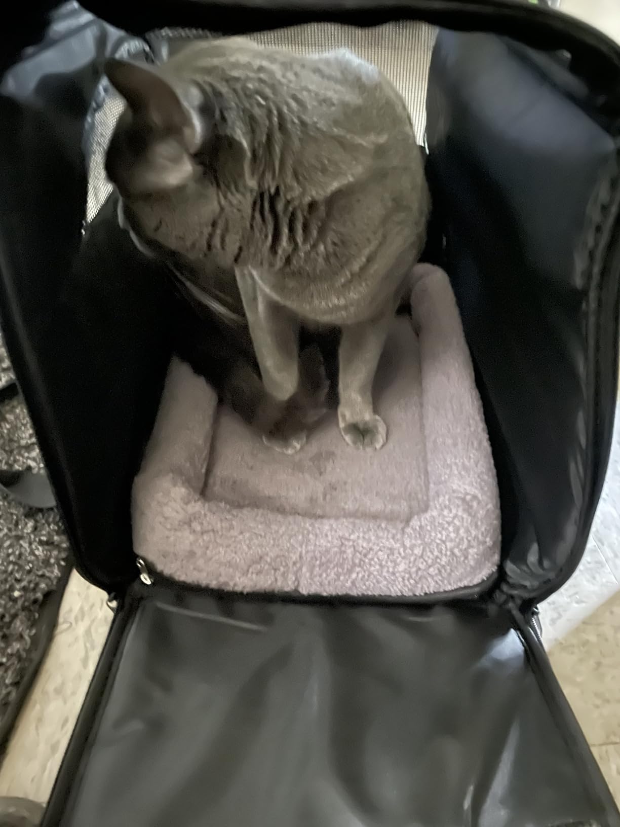Morpilot Cat Carrier - Cat Carrier Soft for Medium or Large Cats up to 20lbs, with Dual-Sided Cushion, Secure Buckle and Foldable Bowl, Dog Carriers for Small Dogs - Pet Carrier (Dark Gray) customer photo 1