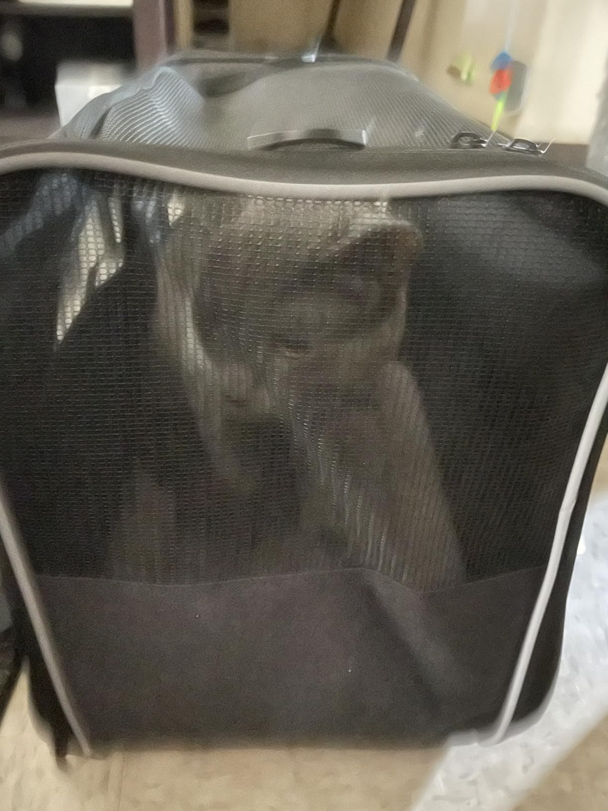 Morpilot Cat Carrier - Cat Carrier Soft for Medium or Large Cats up to 20lbs, with Dual-Sided Cushion, Secure Buckle and Foldable Bowl, Dog Carriers for Small Dogs - Pet Carrier (Dark Gray) customer photo 2