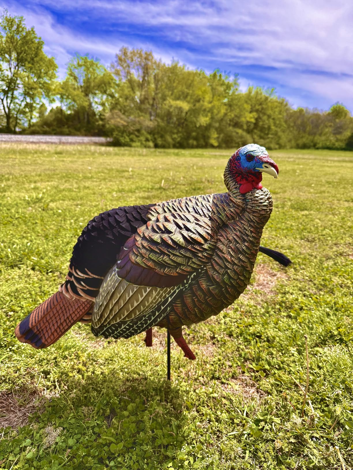 Avian-X HDR Jake Turkey Decoy | Rugged Durable Realistic Lifelike Quarter-Strut Body Standing Hunting Decoy with 2 Removable Heads, Mounting Stake & Carry Bag customer photo 1