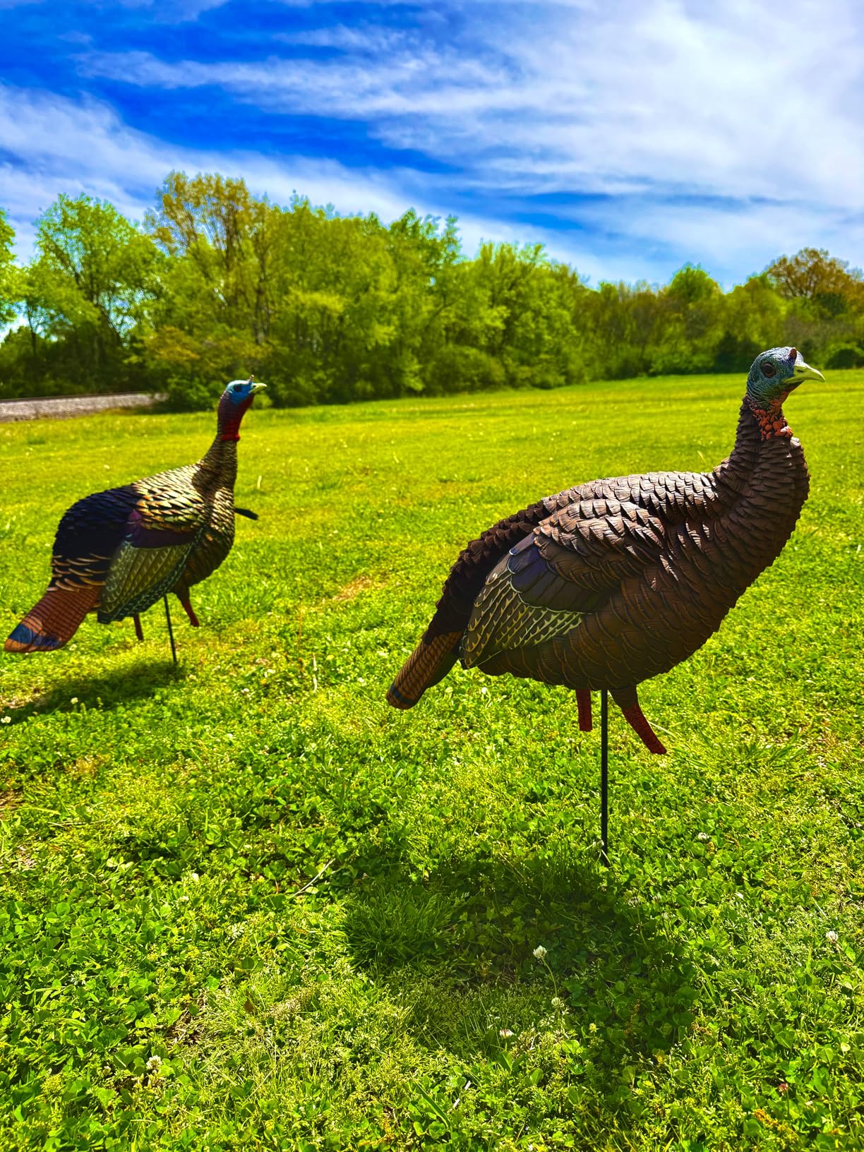 Avian-X HDR Jake Turkey Decoy | Rugged Durable Realistic Lifelike Quarter-Strut Body Standing Hunting Decoy with 2 Removable Heads, Mounting Stake & Carry Bag customer photo 2