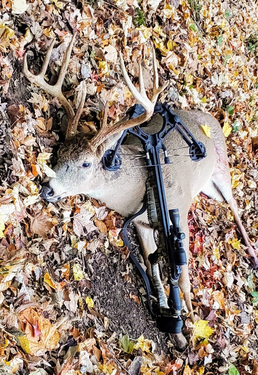 Barnett Whitetail Series Crossbow Package - Hunting Crossbows with 4x32 Scope, Arrows, Quiver & Cocking Device Options - Multiple Models & Configurations customer photo 2
