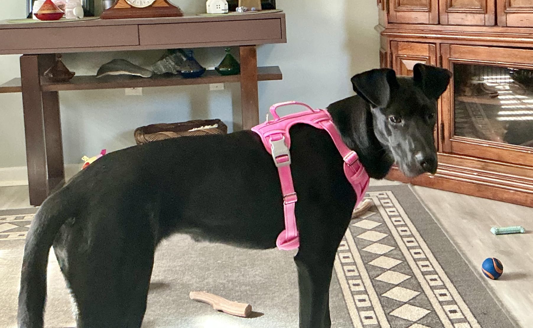 BARKBAY No Pull Dog Harness Large Reflective Dog Harness with Front Clip and Easy Control Handle for Walking Training Running with ID tag Pocket(Pink,L) customer photo 2