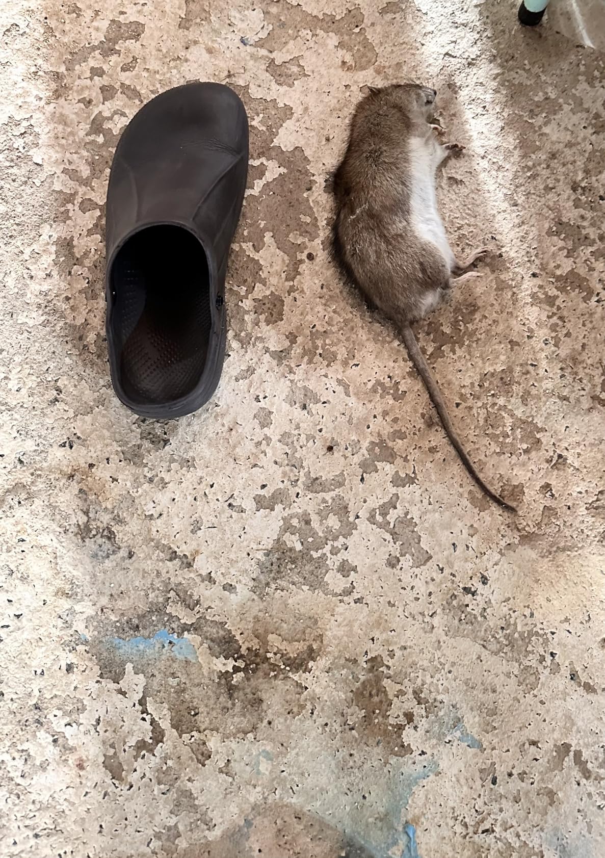 Professional Rat & Mouse Bait Station - 2 Lockable Weather-Resistant Rat Trap Boxes with Clear Lid & Dual Entry - Reusable Rodent Control (Bait Not Included) customer photo 2