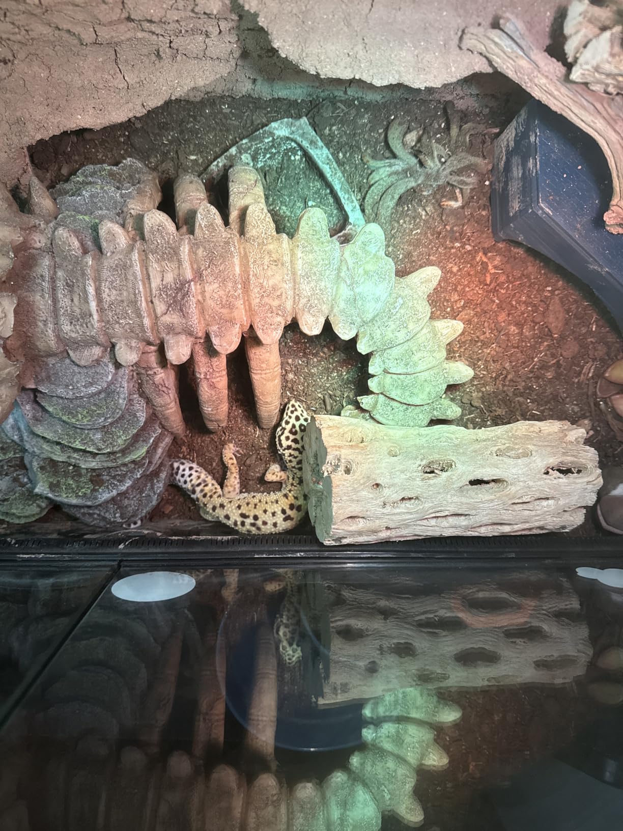 The Bio Dude Terra Sahara Bioactive Reptile Substrate 6 quarts for terrariums and vivariums customer photo 1