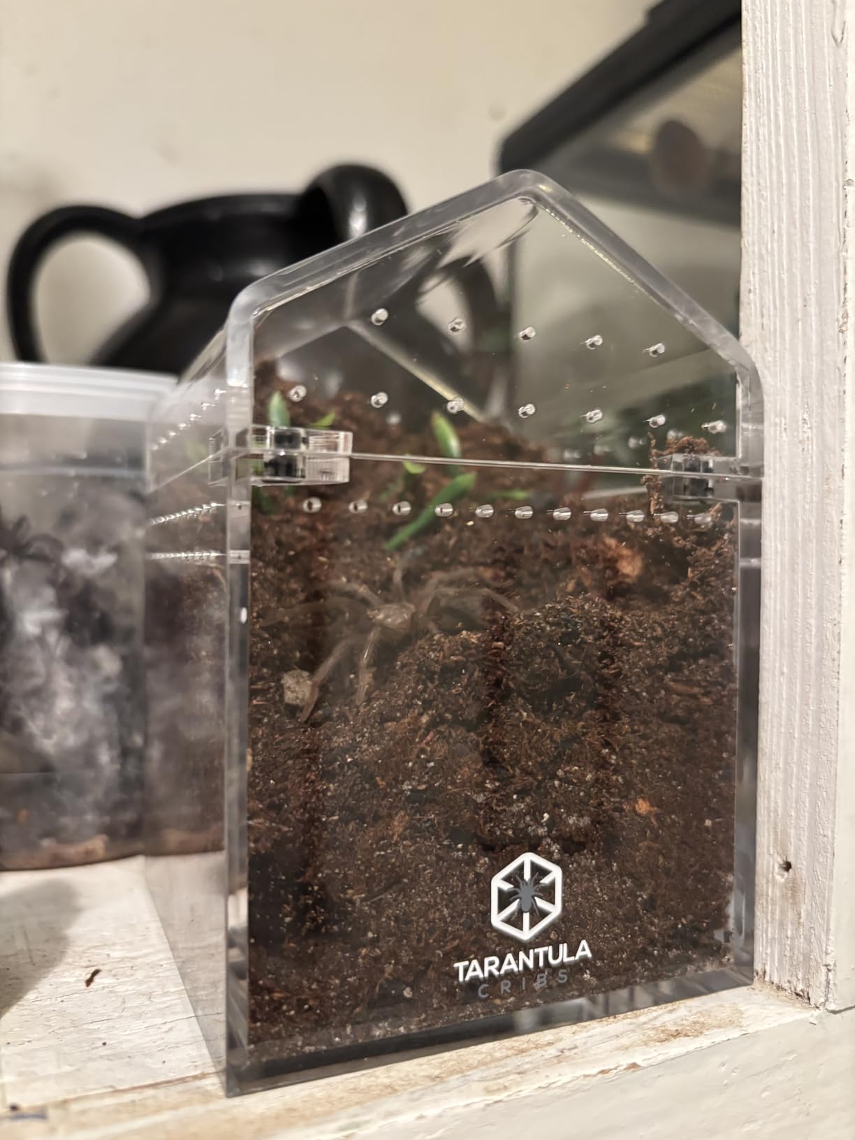 The Bio Dude Terra Aranea 6 quarts Bioactive Substrate for Tarantulas, Centipedes, Scorpions, Isopods and Millipedes customer photo 1