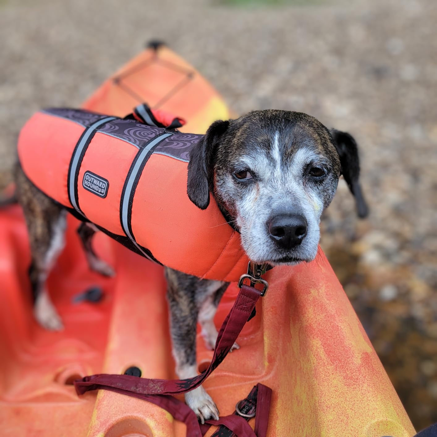 Perception Tribe 11.5 | Sit on Top Kayak for All-Around Fun | Large Rear Storage with Tie Downs | 11' 5