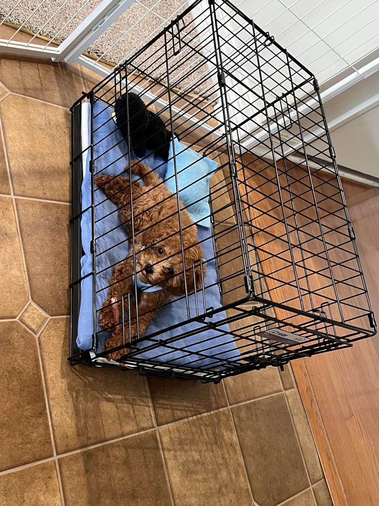 Midwest Homes for Pets Ginormous Single Door 54-Inch Dog Crate for XXL Dogs Breeds; Great Dane, Mastiff, St. Bernard, Drop Pin Assembly Requires Two People; Divider Panel Not Included; Black: SL54 customer photo 2