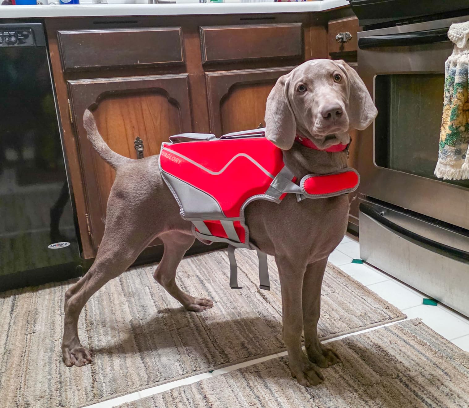 VIVAGLORY Neoprene Dog Life Vest, Dog Life Jacket for Swimming customer photo 2