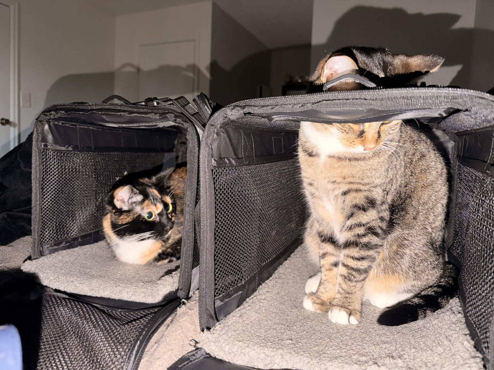 Vceoa 17.5x11x11 Inches Cat, Dog Carrier for Pets Up to 16 Lbs, Soft-Sided Cat Bag Animal Carriers Travel Puppy Carry As a Toy of Fabric Pet Home customer photo 2