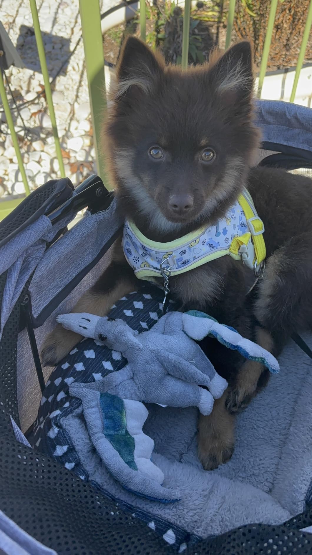 4 Wheels Pet Stroller Dog Cat Stroller for Small Medium Dog Cats Foldable Carrier Jogger Travel Puppy with Storage Basket and Cup Holder (Black) customer photo 2