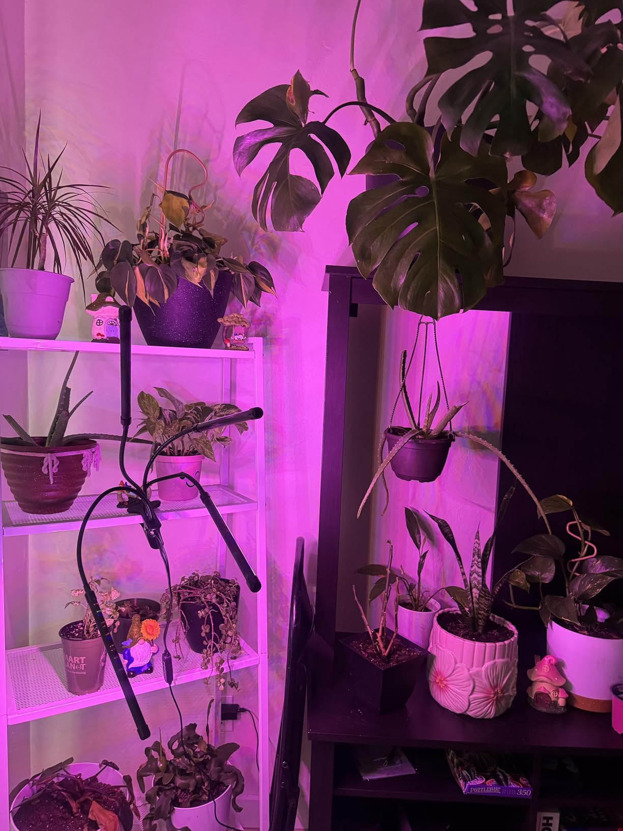 LEOTER Grow Light for Indoor Plants - Upgraded Version 80 LED Lamps with Full Spectrum & Red Blue Spectrum, 3/9/12H Timer, 10 Dimmable Level, Adjustable Gooseneck,3 Switch Modes customer photo 1