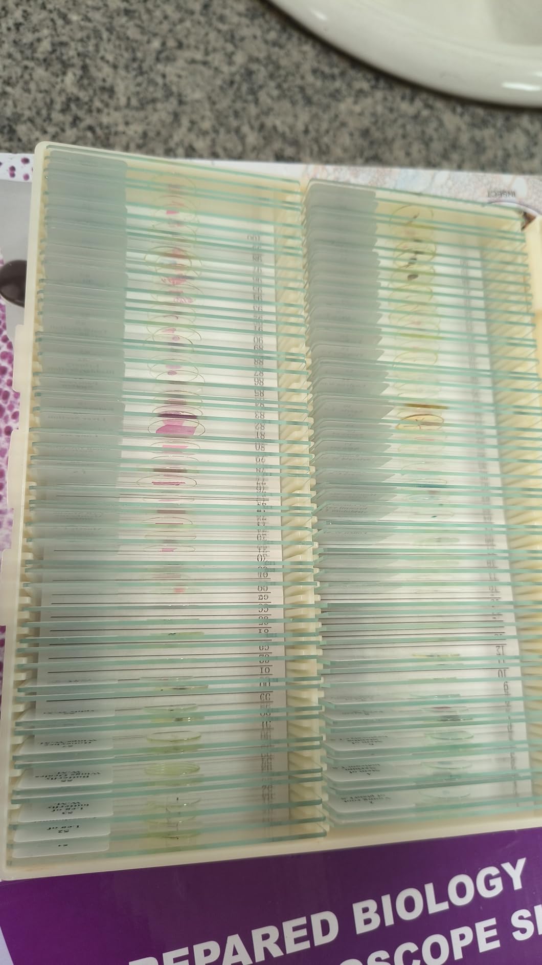 100Pcs Prepared Microscope Slides Set Professional Specimens for Kids Student Homeschool Use customer photo 2