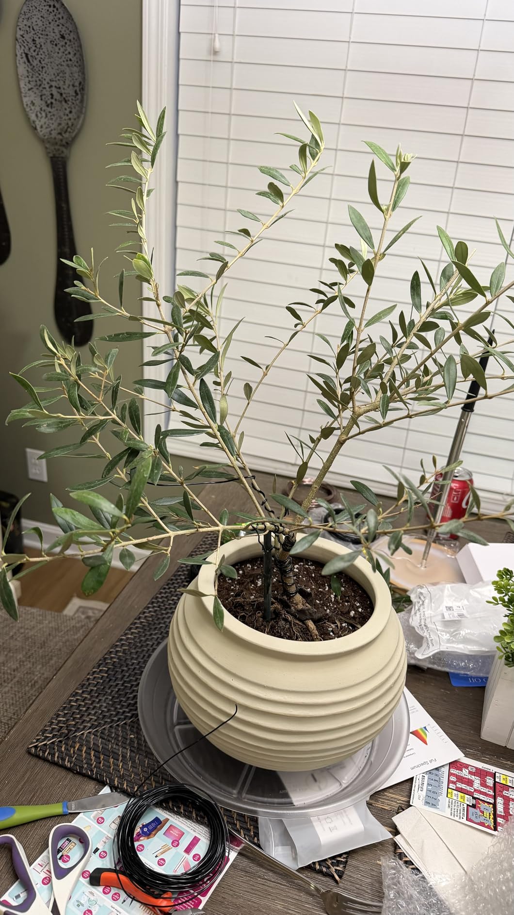Mudder 5 Roll Aluminum Bonsai Training Wire Tree 160 Feet Total with Bonsai Wire Cutter Anodized Training for Holding Branches Small Trunks(1/1.5/2.0mm,Classic) customer photo 1
