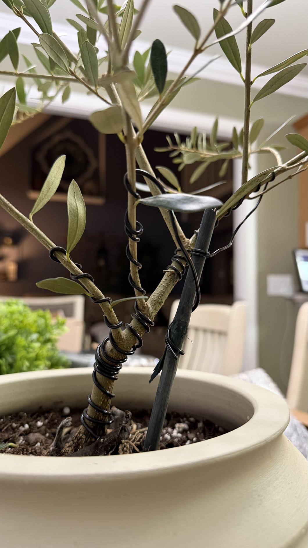 Mudder 5 Roll Aluminum Bonsai Training Wire Tree 160 Feet Total with Bonsai Wire Cutter Anodized Training for Holding Branches Small Trunks(1/1.5/2.0mm,Classic) customer photo 2