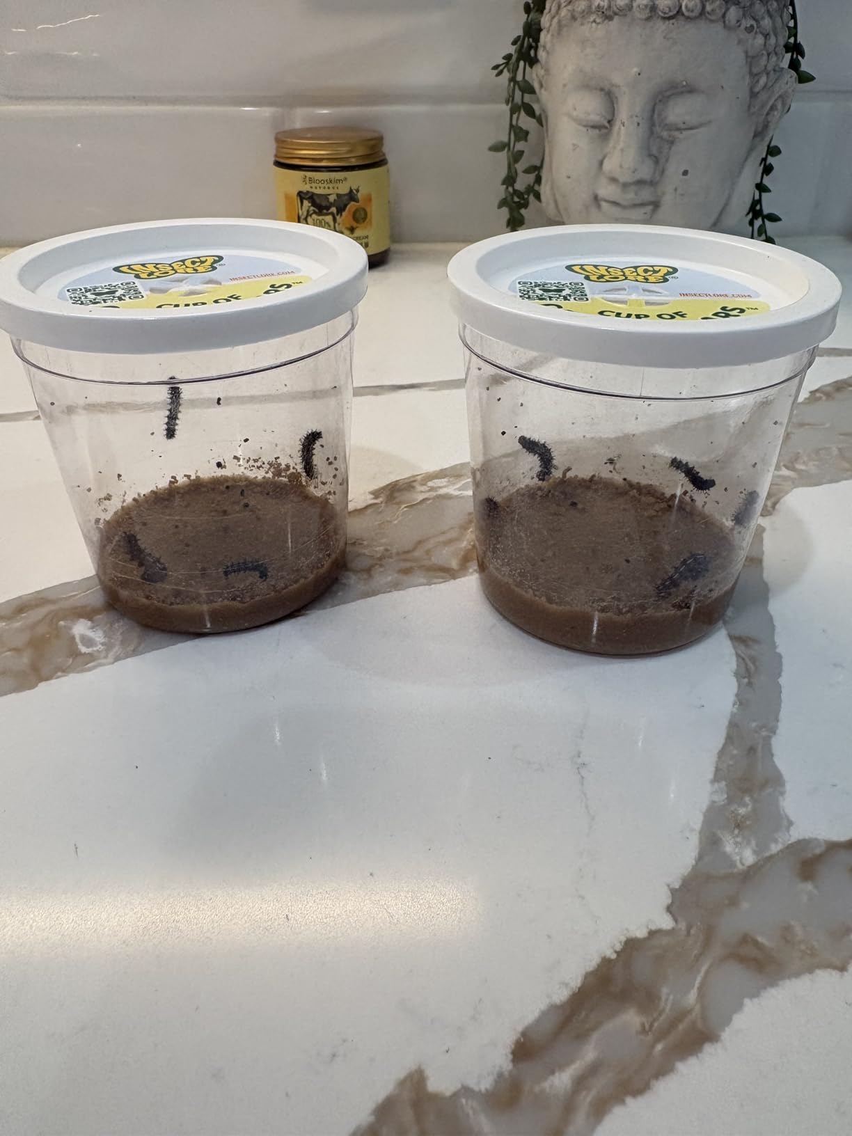Insect Lore Butterfly Garden with 10 Live Baby Caterpillars - Habitat, Feeder, Chrys-A-Lid Holders, STEM Activity Journal - Raise and Release Painted Lady Butterflies customer photo 1