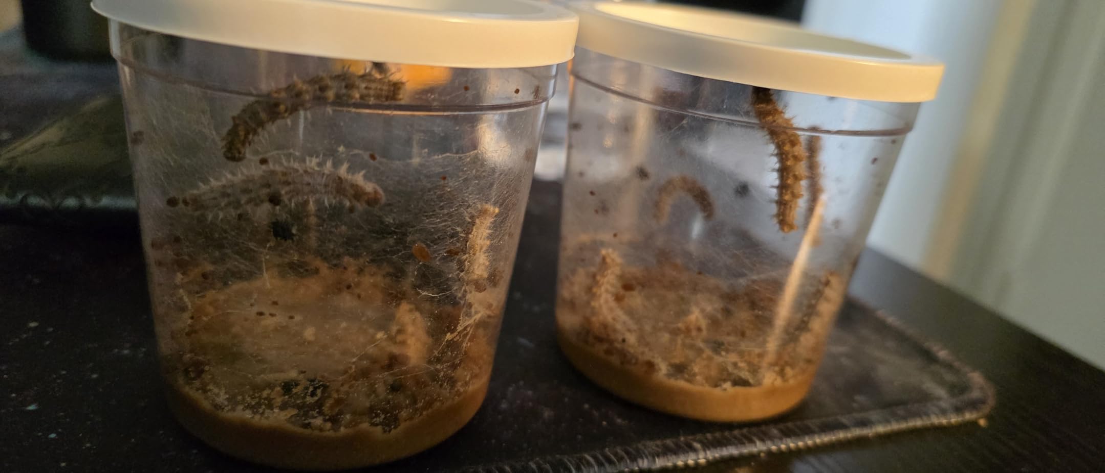 Insect Lore Butterfly Garden with 10 Live Baby Caterpillars - Habitat, Feeder, Chrys-A-Lid Holders, STEM Activity Journal - Raise and Release Painted Lady Butterflies customer photo 2