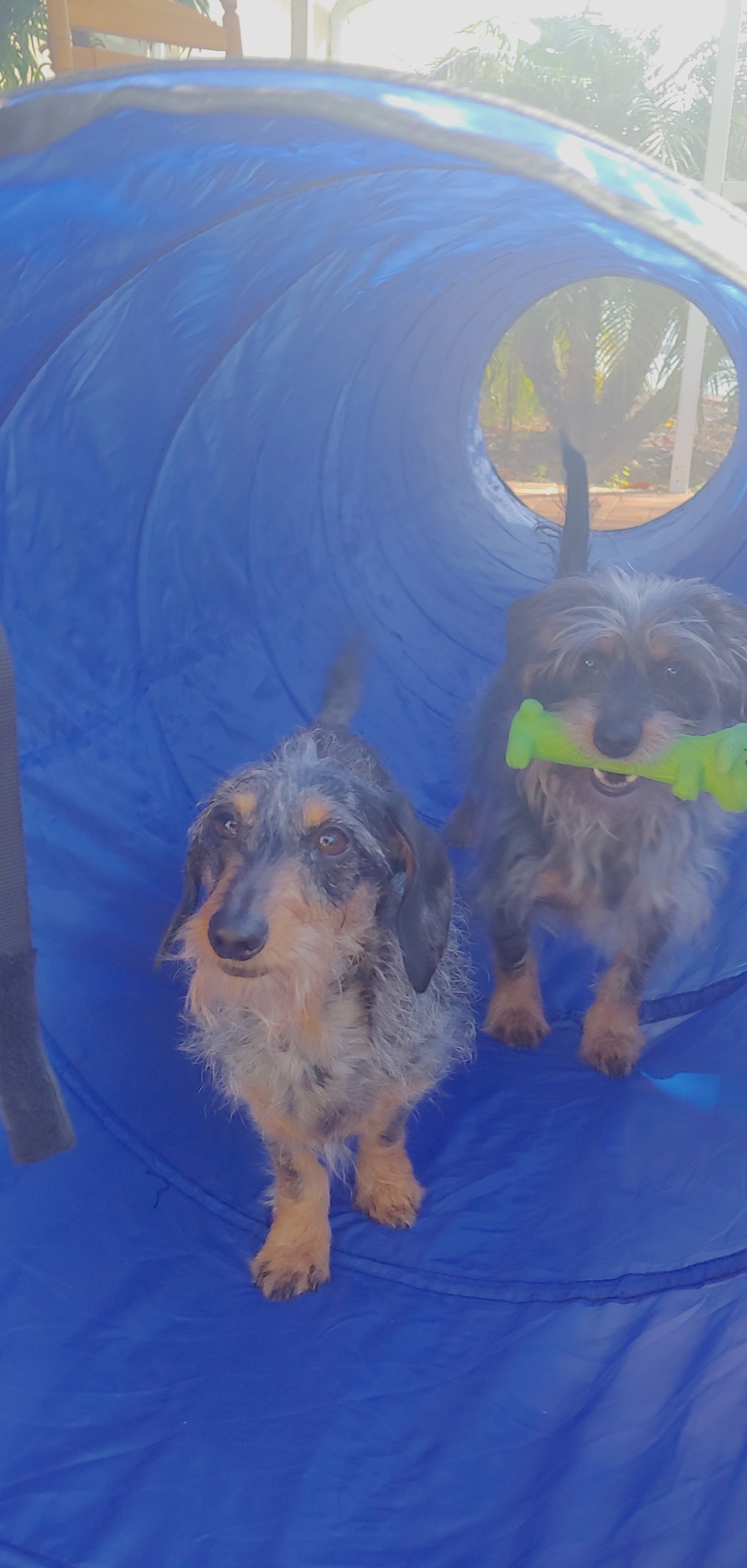 Better Sporting Dogs Agility Course Backyard Set - 7pc Indoor and Outdoor Agility Training Equipment with 3 Jumps, 2 Tunnels, Weave Poles customer photo 1