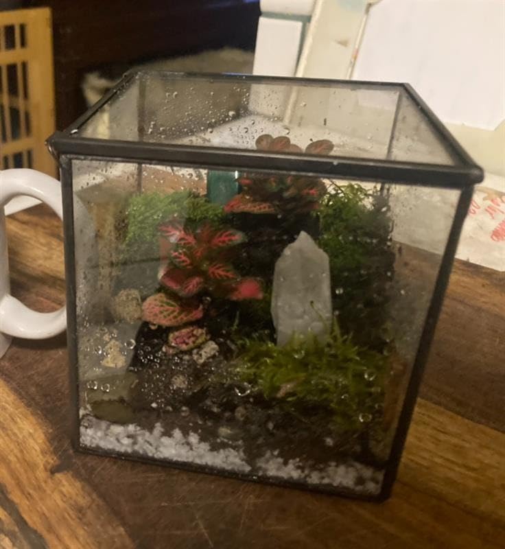 Glass Plants Terrarium with Lid, Rectangle Black Pot Box for Indoor Plants, Geometric Clear Containers for Moss and Succulent, Tabletop Decor DIY Gift, 8.3