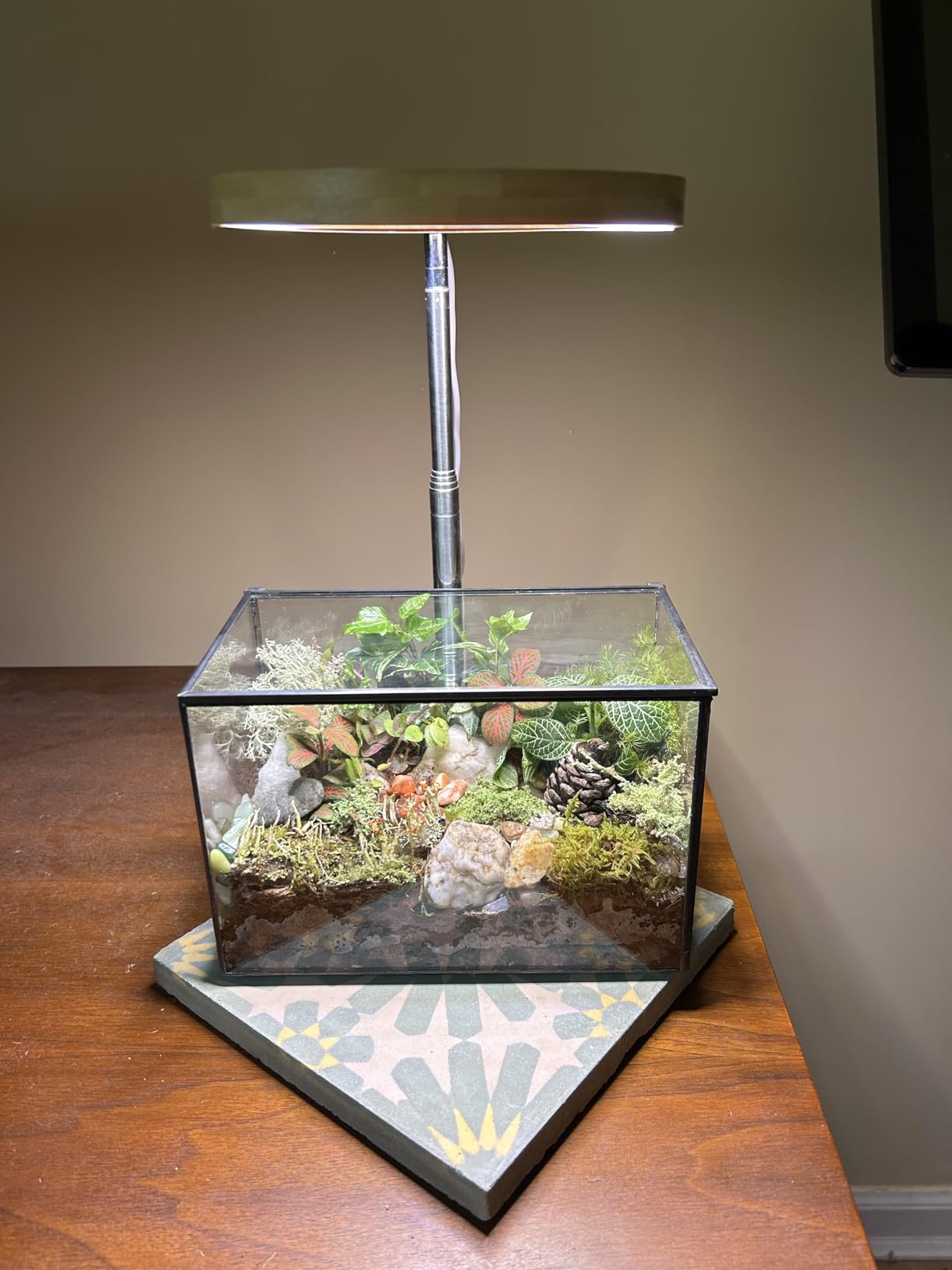 Glass Plants Terrarium with Lid, Rectangle Black Pot Box for Indoor Plants, Geometric Clear Containers for Moss and Succulent, Tabletop Decor DIY Gift, 8.3