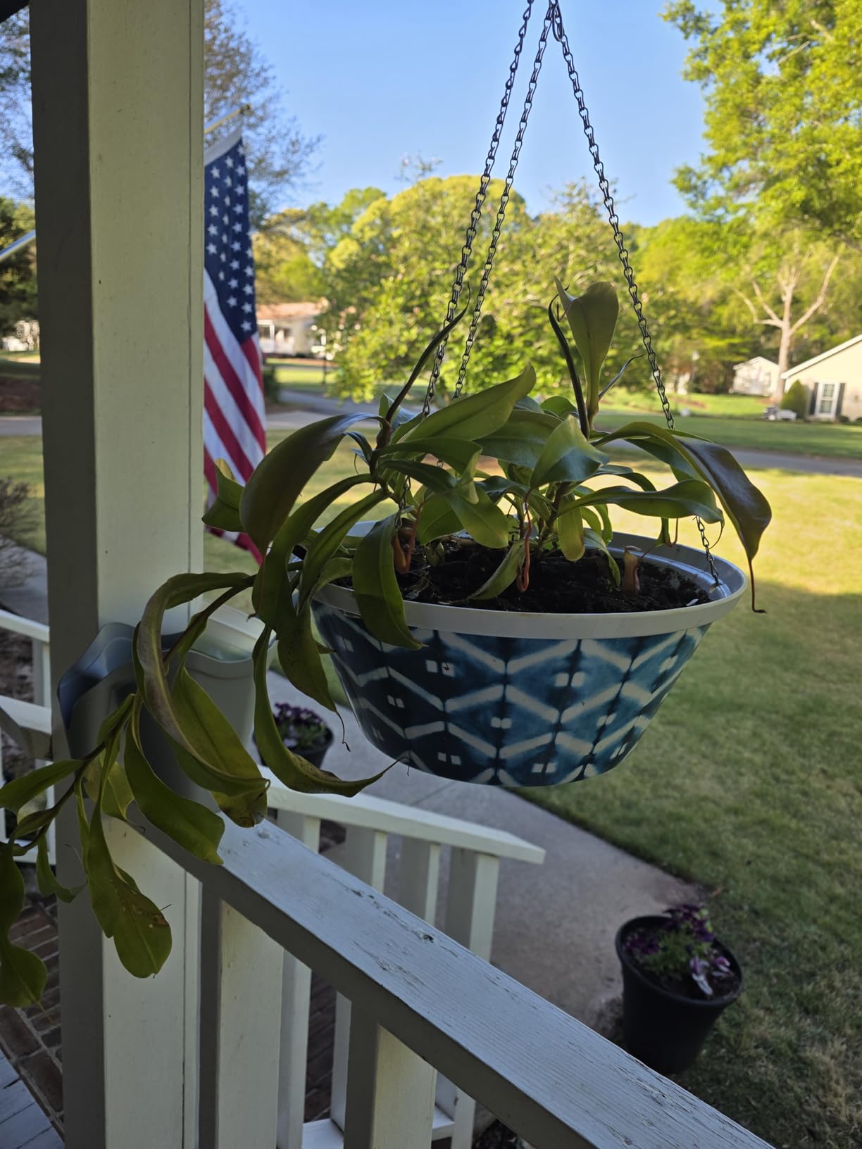 Perfect Plants Carnivorous Plant Soil | 4 Qts. Organic Premium Mix | Use with Venus Fly Traps, Pitcher Plants, or Other Carnivorous Plants customer photo 1