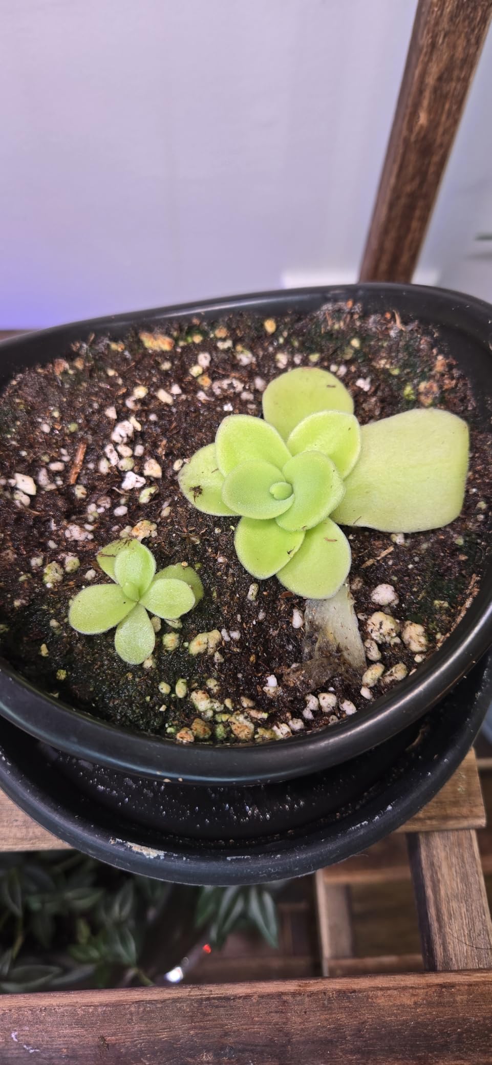 Perfect Plants Carnivorous Plant Soil | 4 Qts. Organic Premium Mix | Use with Venus Fly Traps, Pitcher Plants, or Other Carnivorous Plants customer photo 2