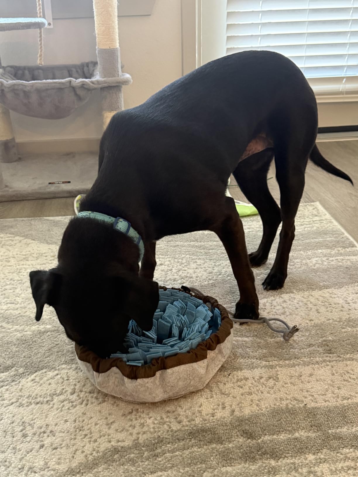 PET ARENA Snuffle Mat for Dogs - Adjustable Interactive Puzzle Toy for Large & Small Breed Slow Feeder for Mental Stimulation & Stress Relief Encourages Natural Foraging Ideal for Indoor & Outdoor Use customer photo 2