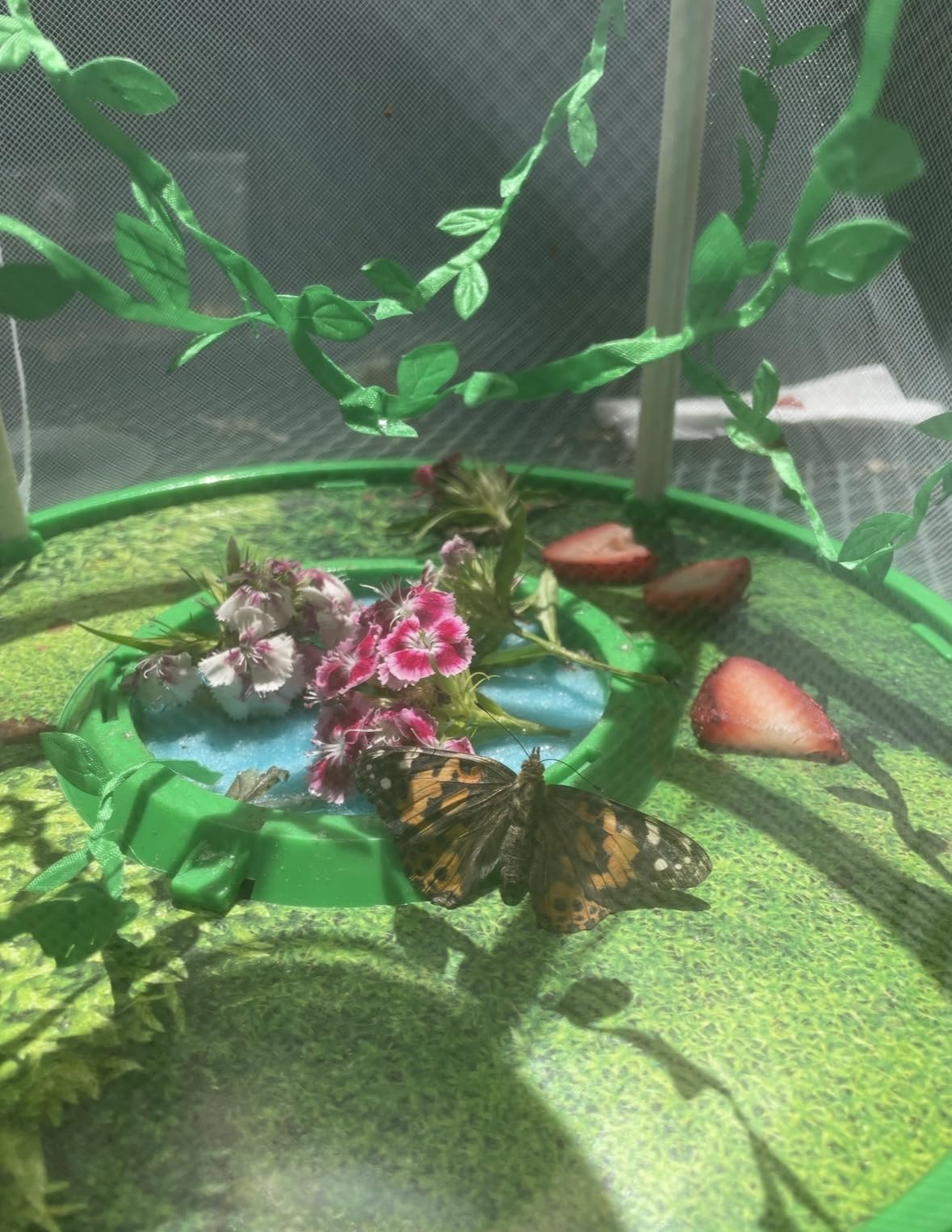 Clearwater Butterfly Painted Lady Butterflies - 10 Live Caterpillars to Butterflies - Caterpillars for Butterfly Kit - Mesh Cage Not Included - STEM Learning Live Butterfly Kit - 10 Count customer photo 1