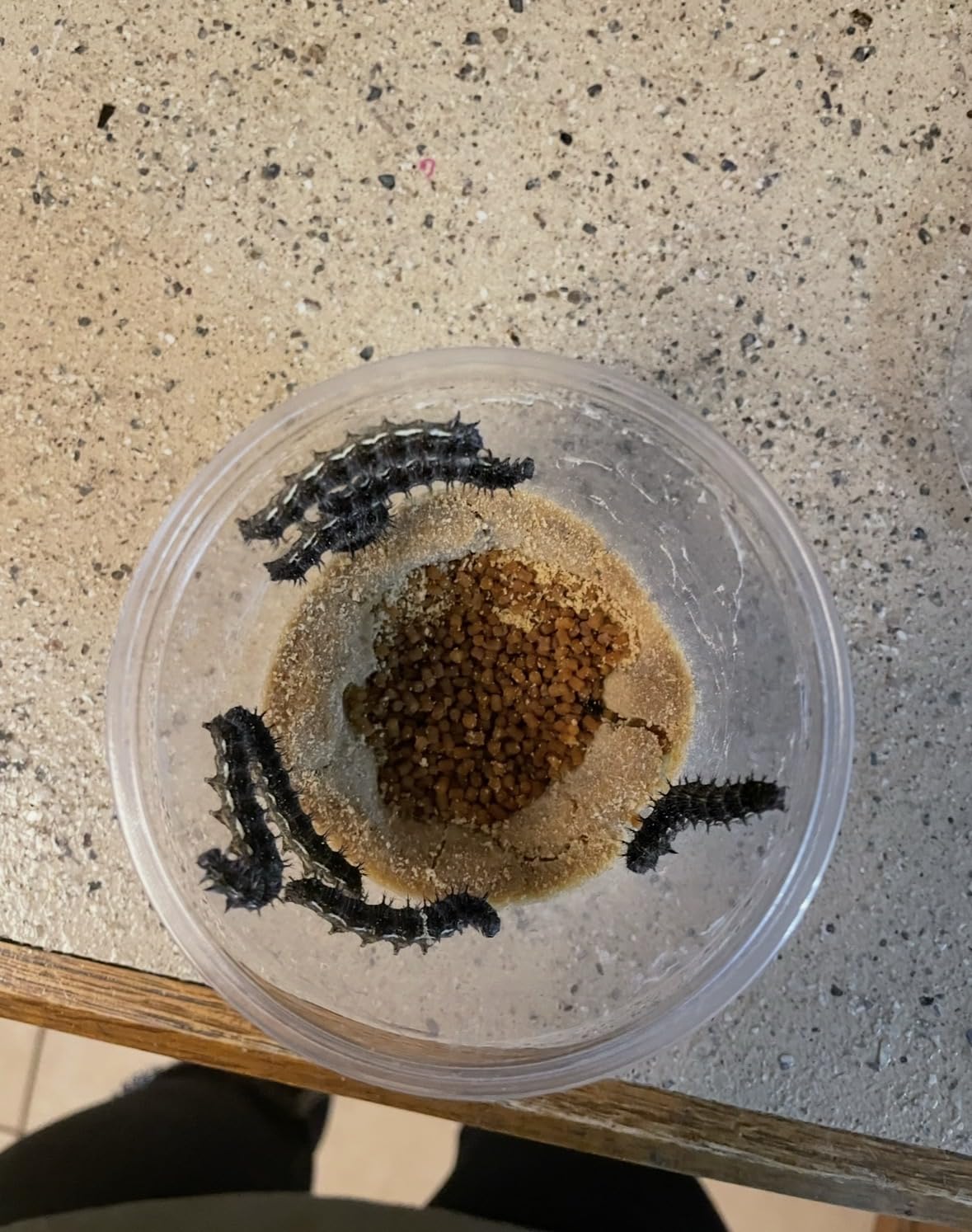 Clearwater Butterfly Painted Lady Butterflies - 10 Live Caterpillars to Butterflies - Caterpillars for Butterfly Kit - Mesh Cage Not Included - STEM Learning Live Butterfly Kit - 10 Count customer photo 2