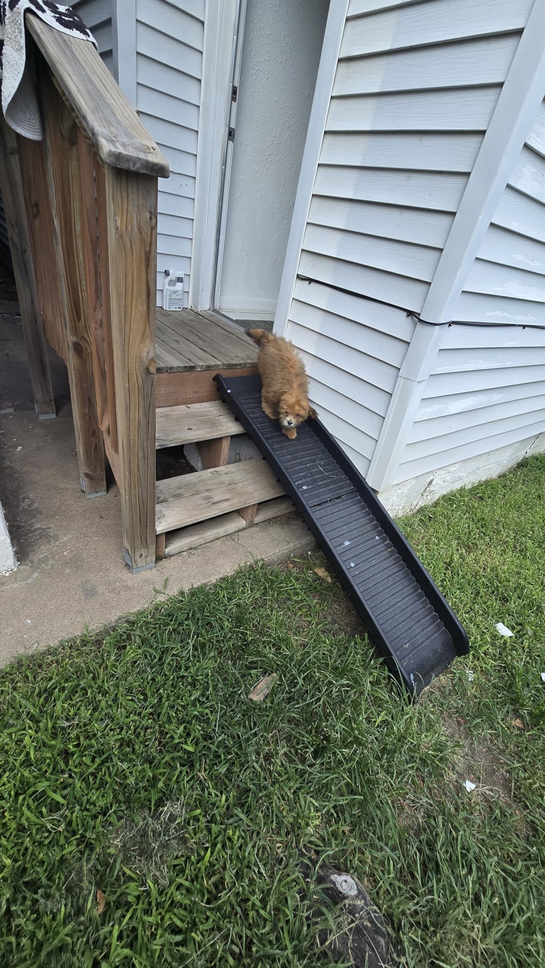 PawStep Folding Pet Ramp for Dogs & Cats, Portable Dog Ramp for Cars, SUVs, Beds & Couches - Lightweight Non-Slip Pet Ramp for Small, Medium & Large Pets - 50524 customer photo 2