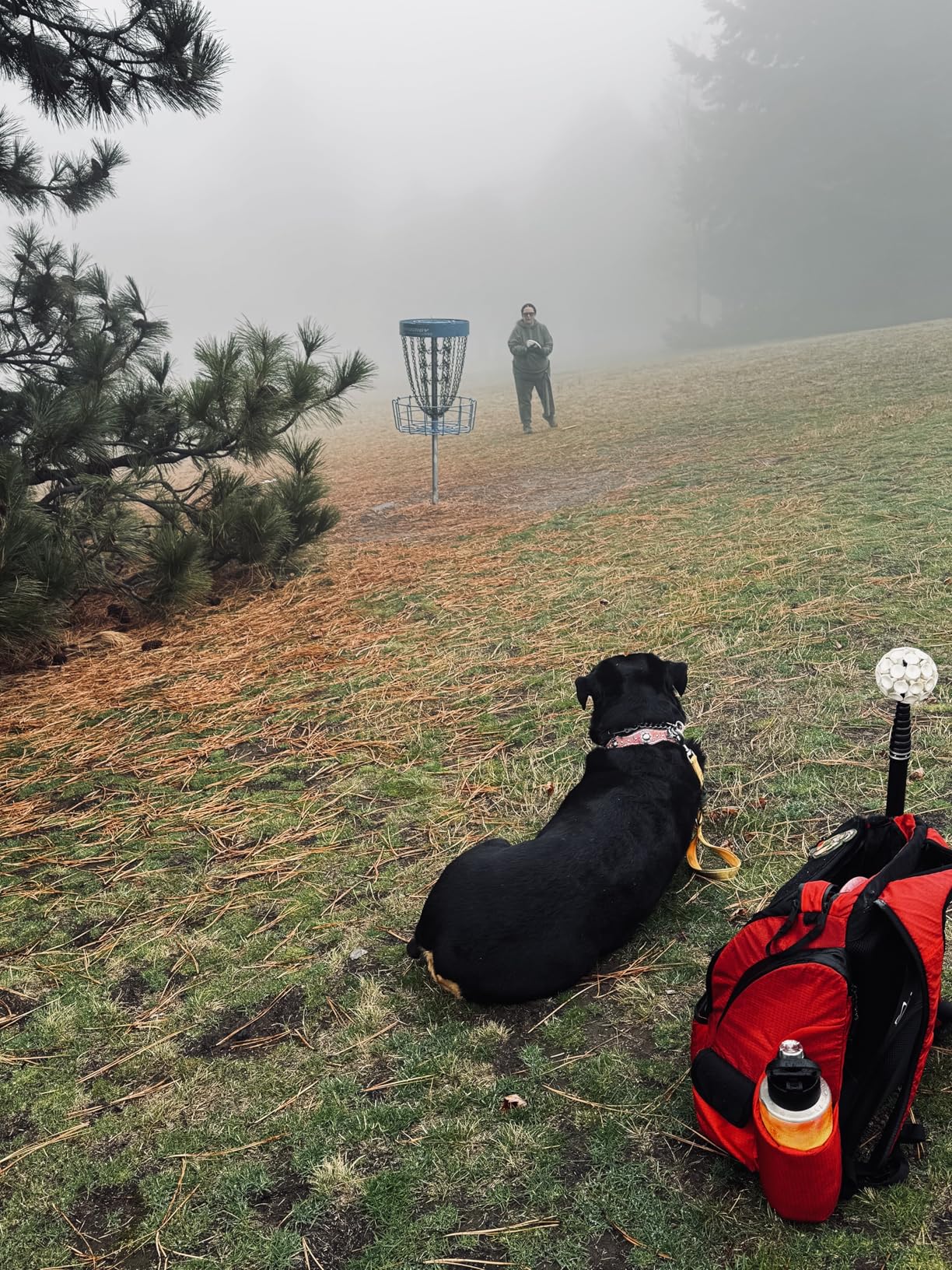 Prodigy Disc BP-1 V3 Disc Golf Backpack | Backpack Storage with 30+ Disc Capacity | Disc Golf Backpack Bag | Tear & Water Resistant | Golf Accessories for Men | Large Golf Disc Bags customer photo 1
