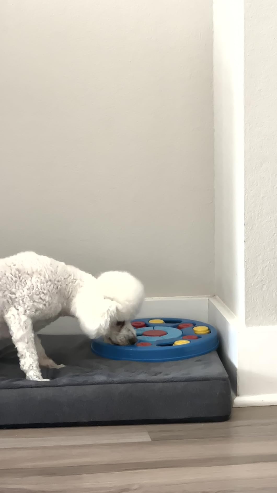 Dog Puzzle Toys Interactive Toy for Puppy IQ Stimulation & Treat Training Games Treat Dispenser for Smart Dogs (Level 1-3) customer photo 2