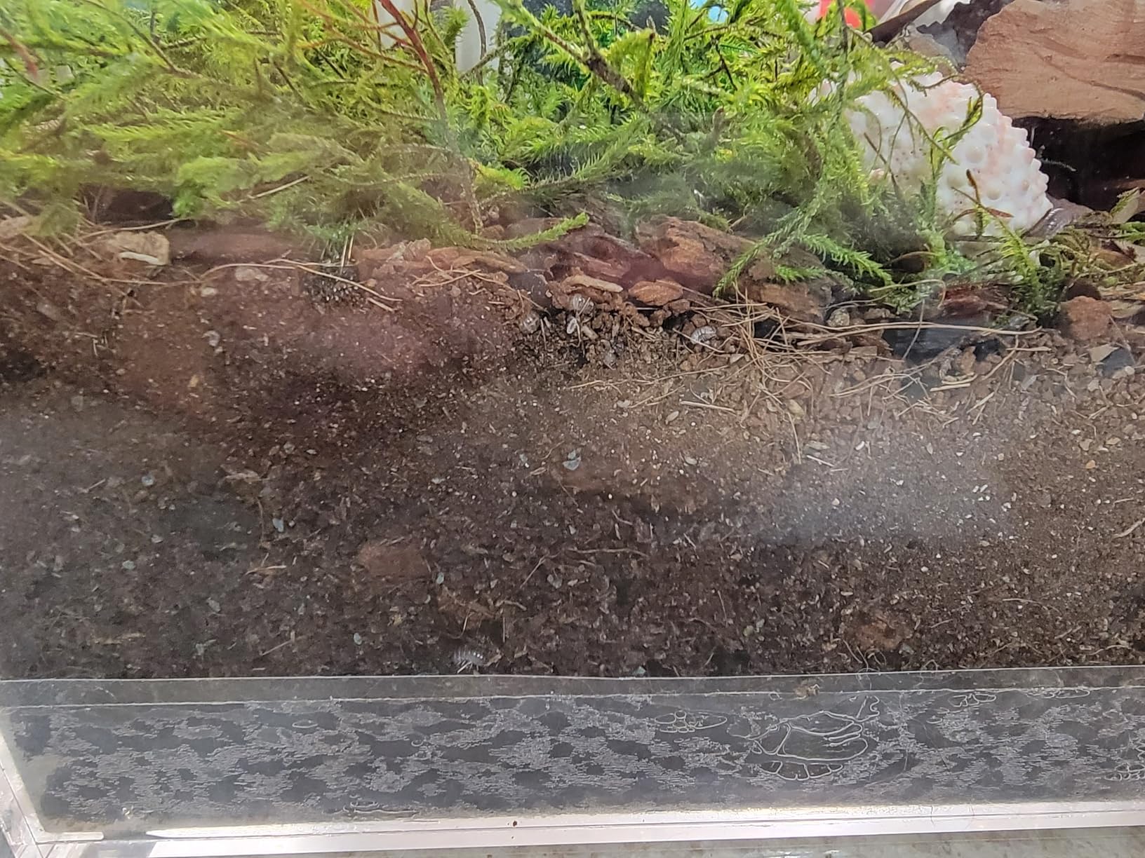 Galapagos Bioactive Soil, 8 Quart customer photo 2