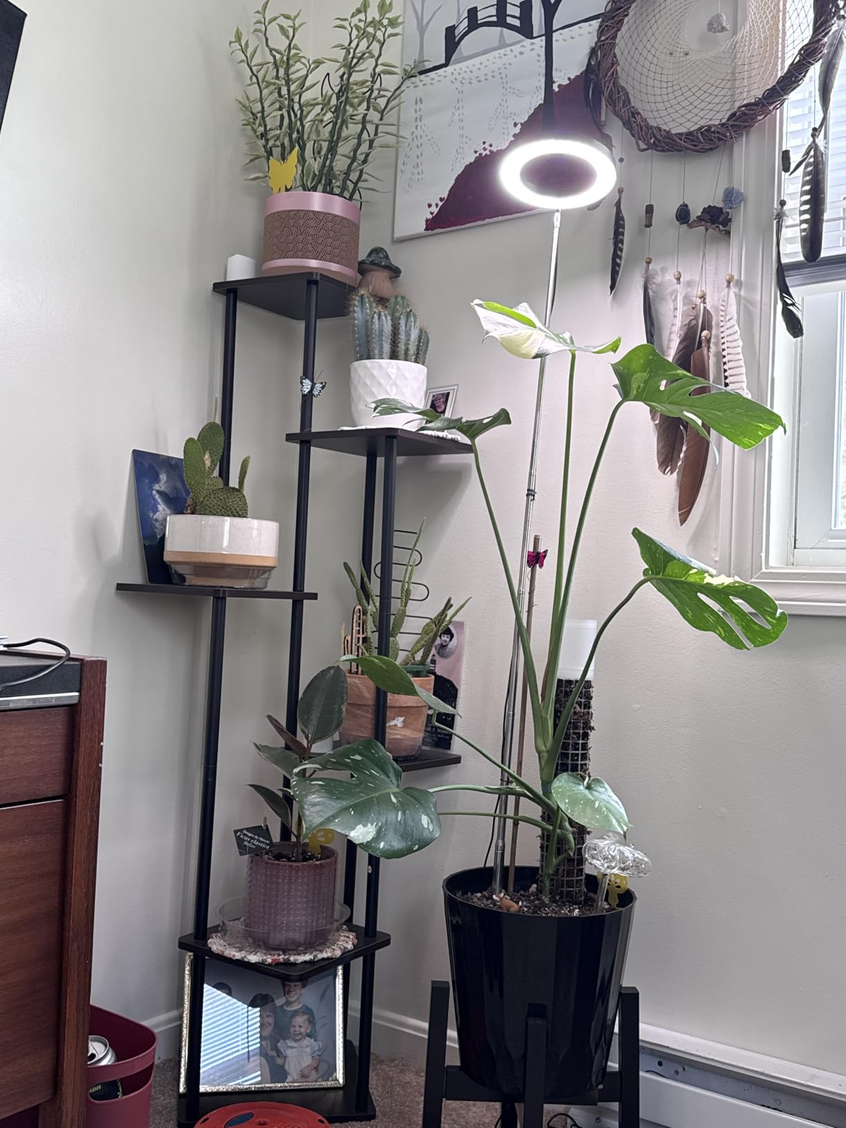 LORDEM Grow Light, Full Spectrum LED Plant Light for Indoor Plants, Height Adjustable Growing Lamp with Auto On/Off Timer 4/8/12H, 4 Dimmable Brightness, Ideal for Small Plants customer photo 1