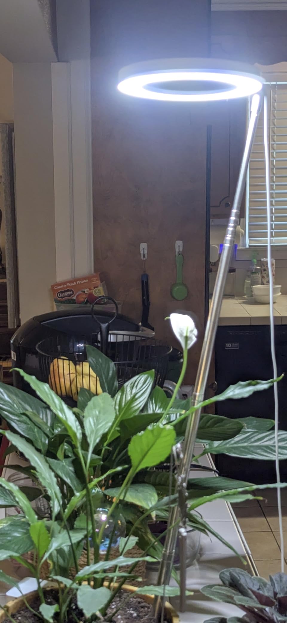 LORDEM Grow Light, Full Spectrum LED Plant Light for Indoor Plants, Height Adjustable Growing Lamp with Auto On/Off Timer 4/8/12H, 4 Dimmable Brightness, Ideal for Small Plants customer photo 2