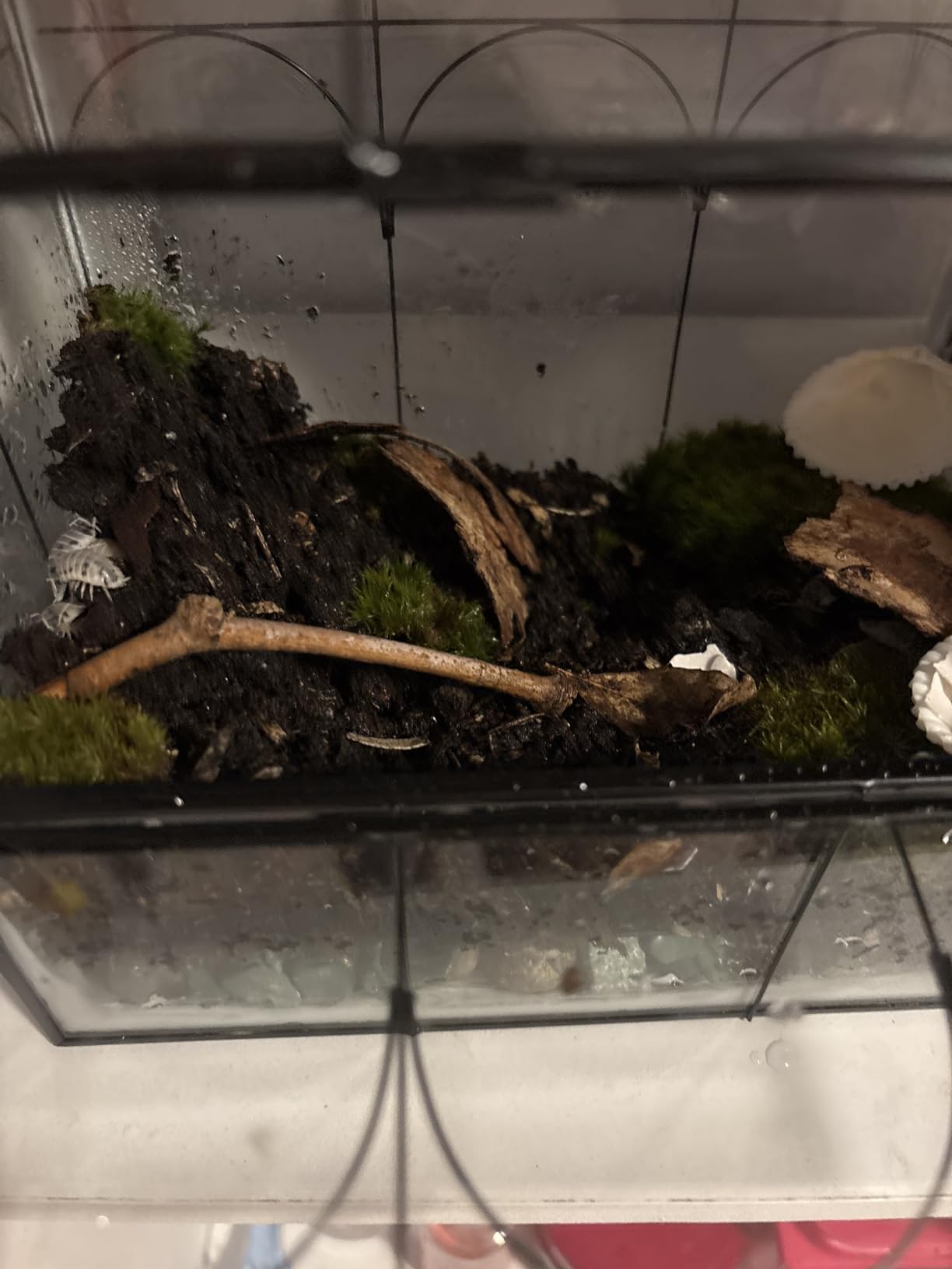 BugzyBug's Isopod Bioactive Substrate Mix Nutrient-Rich Vivariums and Terrarium Substrate Mix (4 Quart) customer photo 1