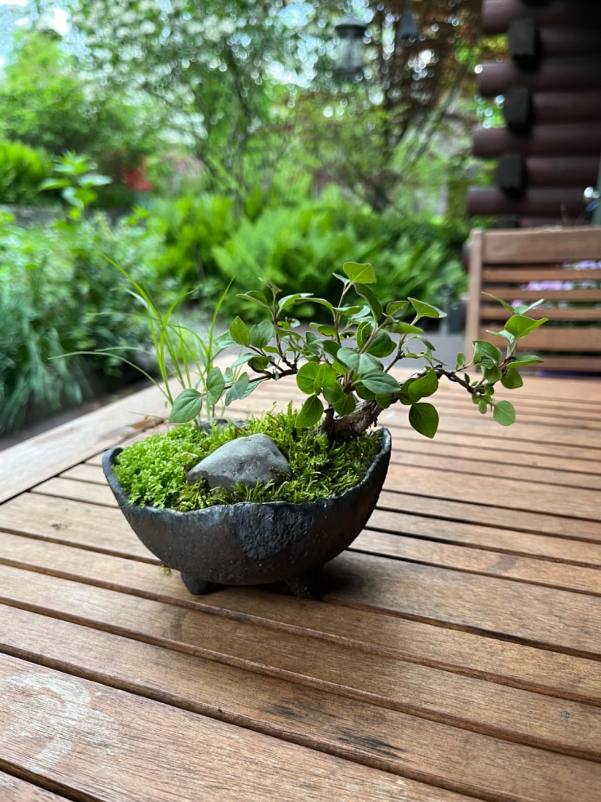 Wazakura Banko Series Japanese Handmade Rustic Crescent Shape Bonsai Pot 4.72 in (120 mm), Made in Japan Ceramic Garden Planter, Decorative Flower Vase, Unglazed Houseplant Bowl - Sand Green customer photo 1