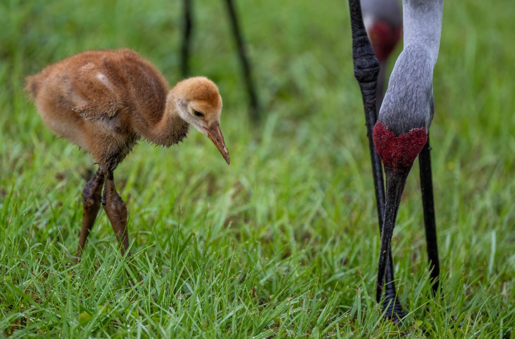 Nikon NIKKOR Z 100-400mm VR S Premium Telephoto Zoom Lens customer photo 2
