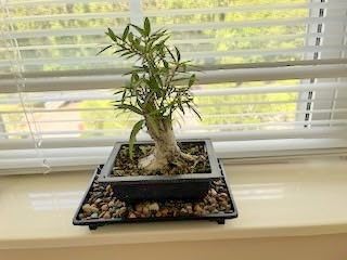 Yubonzai 1 Rectangular Black Plastic Humidity/Drip Tray for Bonsai Tree and House Indoor Plants + Rock 9
