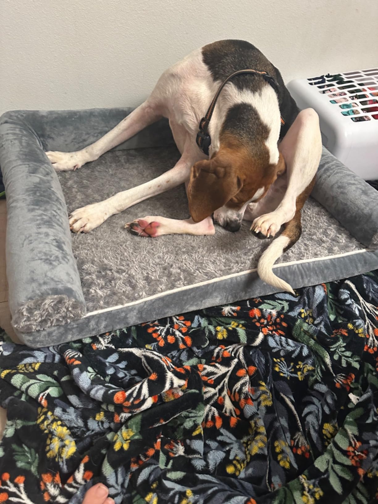 BFPETHOME Dog Beds for Large Dogs, Orthopedic Dog Bed for Medium Large Dogs, Big Waterproof Couch Pet Bed with Removable Washable Cover customer photo 2
