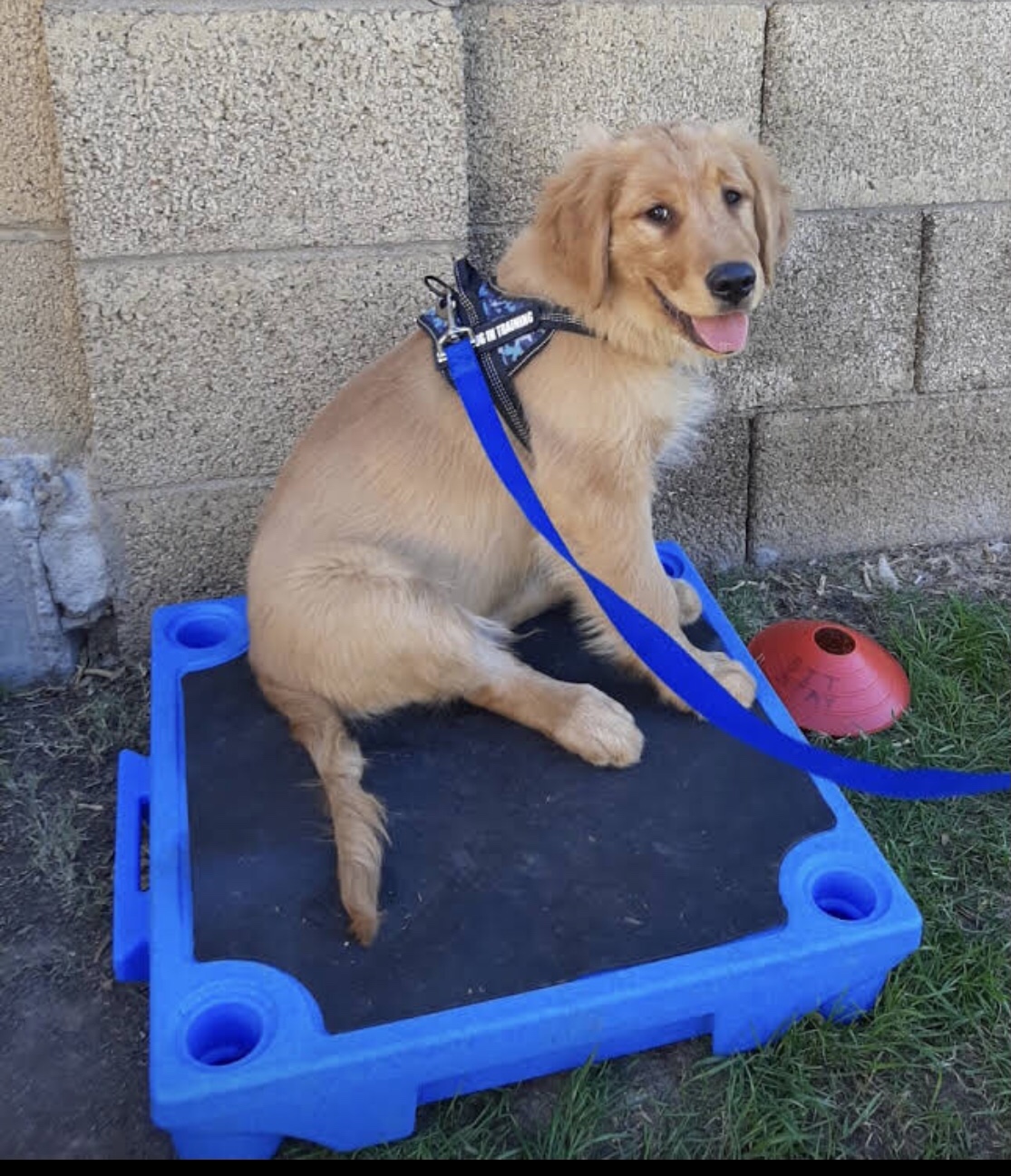Blue-9 Pet Products KLIMB Dog Training Platform and Agility System, Durable and Portable for Indoor or Outdoor Use, Made in The USA, Tan customer photo 2