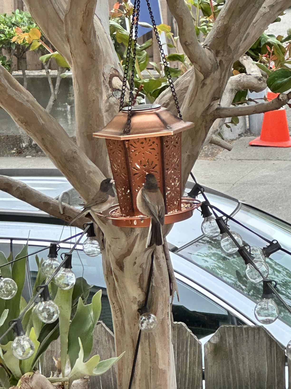 Solar Bird Feeders for Outdoors Hanging - Premium Grade Metal Bird Feeder, Chew-Proof, Weather and Water Resistant Wild Bird feeders, Outside and Garden Decoration-New customer photo 2