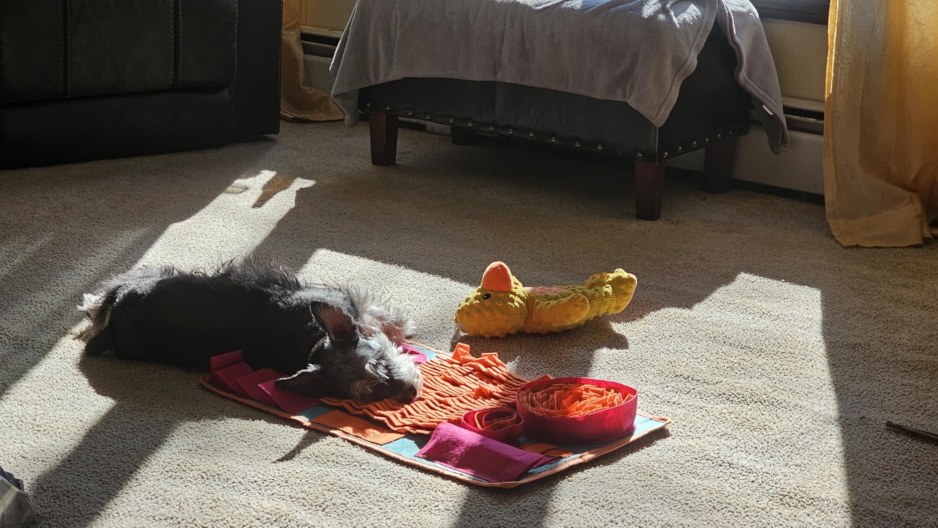 Vivifying Snuffle Mat for Dogs, Interactive Dog Puzzle Toy for Boredom and Mental Stimulation, Enrichment Feeding Game Sniff Mat Helps Slow Eating and Keep Busy customer photo 1